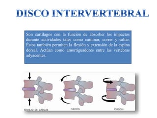 Son cartílagos con la función de absorber los impactos
durante actividades tales como caminar, correr y saltar.
Éstos también permiten la flexión y extensión de la espina
dorsal. Actúan como amortiguadores entre las vértebras
adyacentes.
 