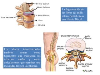 Los discos intervertebrales
también actúan como
ligamentos que mantienen las
vértebras unidas y como
articulaciones que permiten una
movilidad leve en la columna.
La degeneración de
las fibras del anillo
intervertebral causa
una Hernia Discal.
 