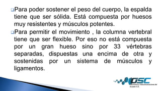 Para poder sostener el peso del cuerpo, la espalda
tiene que ser sólida. Está compuesta por huesos
muy resistentes y músculos potentes.
Para permitir el movimiento , la columna vertebral
tiene que ser flexible. Por eso no está compuesta
por un gran hueso sino por 33 vértebras
separadas, dispuestas una encima de otra y
sostenidas por un sistema de músculos y
ligamentos.
 