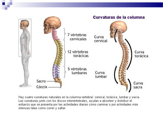 Autor: Rafael Pineda – Descarga ofrecida por: www.prevention-world.com
 