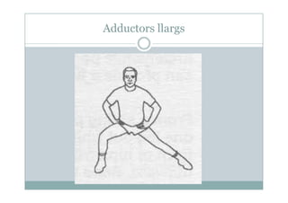 Adductors llargs
 