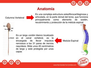 Anatomía
Columna Vertebral
Es una compleja estructura osteofibrocartilaginosa y
articulada, en la parte dorsal del torso, que funciona
principalmente como elemento de sostén,
recubrimiento y protección de la médula espinal
Medula Espinal
Es un largo cordón blanco localizado
en el canal vertebral, es la
encargada de llevar impulsos
nerviosos a los 31 pares de nervios
raquídeos. Mide unos 45 centímetros
de largo y está protegida por unas
capas
 