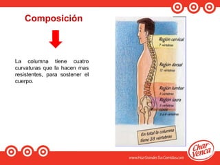Composición
La columna tiene cuatro
curvaturas que la hacen mas
resistentes, para sostener el
cuerpo.
 