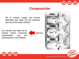 Composición
De la medula surgen los nervios
espinales que salen por los espacios
que hay entre cada vertebra
Los nervios que salen de la
medula tienen funciones
relacionadas con las
sensaciones y movimientos
Nervios
 