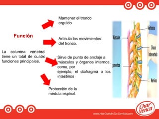 Función
La columna vertebral
tiene un total de cuatro
funciones principales.
Mantener el tronco
erguido
Articula los movimientos
del tronco.
Sirve de punto de anclaje a
músculos y órganos internos,
como, por
ejemplo, el diafragma o los
intestinos
Protección de la
médula espinal.
 