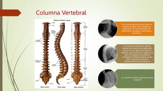 Columna Vertebral
Es un punto de transición entre la
cabeza, el tórax y los miembros
superiores. Es la vía de paso de
elementos vasculares, viscerales y
nerviosos.
La columna vertebral o espina
dorsal es la estructura básica del
tronco. Es un tallo óseo fuerte y
flexible, que sostiene la cabeza y el
tórax. Se apoya en la pelvis y
protege la médula espinal; es de
gran importancia para el
mantenimiento de la postura.
La columna lumbar soporta el peso
corporal
 
