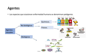 Agentes
• Las especies que ocasionan enfermedad humana se denominan patógenos.
No biológicos
Biológicos
Agentes
causales
Químicos.
Físicos.
 