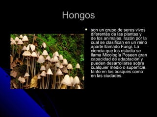 HHoonnggooss 
 ssoonn uunn ggrruuppoo ddee sseerreess vviivvooss 
ddiiffeerreenntteess ddee llaass ppllaannttaass yy 
ddee llooss aanniimmaalleess,, rraazzóónn ppoorr llaa 
ccuuaall ssee ccllaassiiffiiccaann eenn uunn rreeiinnoo 
aappaarrttee llllaammaaddoo FFuunnggii.. LLaa 
cciieenncciiaa qquuee llooss eessttuuddiiaa ssee 
llllaammaa MMiiccoollooggííaa PPoosseeeenn ggrraann 
ccaappaacciiddaadd ddee aaddaappttaacciióónn yy 
ppuueeddeenn ddeessaarrrroollllaarrssee ssoobbrree 
ccuuaallqquuiieerr mmeeddiioo oo ssuuppeerrffiicciiee,, 
ttaannttoo eenn llooss bboossqquueess ccoommoo 
eenn llaass cciiuuddaaddeess.. 
