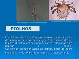 Os piolhos são “bichos” muito pequenos – um insecto, de tamanho mais ou menos igual à da cabeça de um fósforo. O piolho tem seis pernas curtas, adaptadas para agarrar o cabelo. Os piolhos ficam agarrados ao cabelo, perto do couro cabeludo, onde encontram comida e aquecimento .   PIOLHOS http://sp3.fotolog.com/photo/3/58/61/papaloko/1240778776406_f.jpg http://2.bp.blogspot.com/_hGGq2Bji6rE/SbW3BW0RxgI/AAAAAAAAEV0/DV6K7tjMyGU/s400/piolho+23.jpg 