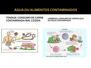 TENÍASE: CONSUMO DE CARNE 
CONTAMINADA MAL COZIDA 
LOMBRIGA: CONSUMO DE HORTALIÇAS 
OU ÁGUA CONTAMINADA 
 