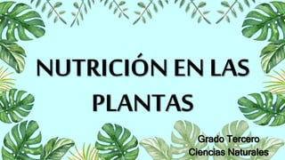 NUTRICIÓN EN LAS
PLANTAS
Grado Tercero
Ciencias Naturales
 