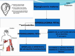 1954  Pedersen **aminoácidos Hiperglucemia materna  HIPERGLUCEMIA FETAL  HIPERINSULINEMIA FETAL   AUMENTO DE LA CAPTACIÓN HEPATICA DE LA GLUCOSA    glucogeno  FAVORECE LA SINTESIS PROTEÍCA DISMINUYE LA MOVILIZACION DE  GRASAS HIPERPLASIA E HIPERTROFIA DE LOS ISLOTES PANCREATICOS 