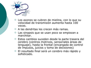    Los axones se cubren de mielina, con lo que su
    velocidad de transmisión aumenta hasta 100
    veces.
   A las dendritas les crecen más ramas.
   Las sinapsis que se usan poco se empiezan a
    marchitar.
   Estos cambios suceden desde la parte trasera del
    cerebro (centros motrices, sensoriales áreas de
    lenguaje), hasta la frontal (encargada de control
    de impusos, juicios y toma de decisiones)
   El resultado final será un cerebro más rápido y
    sofisticado.
 