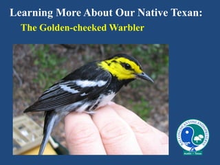 Learning More About Our Native Texan:
The Golden-cheeked Warbler
 