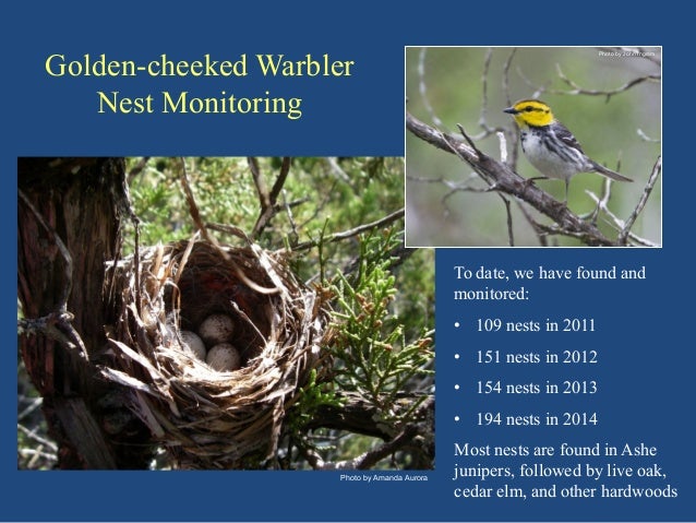 our endangered texas native the golden cheeked warbler our endangered texas native the golden cheeked warbler