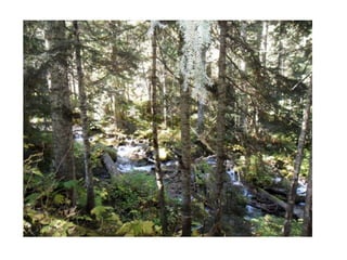 Hikes