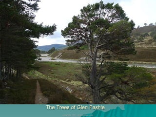 The Trees of Glen Feshie 