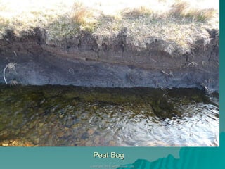 Peat Bog 