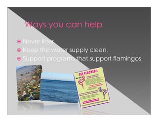 Never litter.
Keep the water supply clean.
Support programs that support flamingos.
 