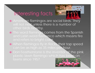 American flamingos are social birds. They
will not nest unless there is a number of
other birds nearby.
The word flamingo comes from the Spanish
and Latin word flamenco which means fire
and refers to bright color.
When flamingos fly in flocks their top speed
can be as high as 35 miles per hour.
Don Featherstone is the inventor of the pink
plastic lawn flamingo which has been on
lawns since 1957.
 