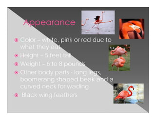 Color – white, pink or red due to
what they eat
Height – 5 feet tall
Weight – 6 to 8 pounds
Other body parts - long legs,
boomerang shaped beak and a
curved neck for wading
Black wing feathers
 