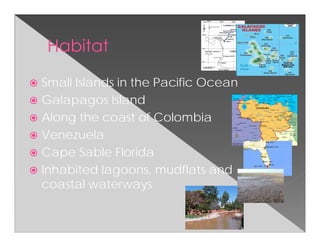 Small Islands in the Pacific Ocean
Galapagos Island
Along the coast of Colombia
Venezuela
Cape Sable Florida
Inhabited lagoons, mudflats and
coastal waterways
 
