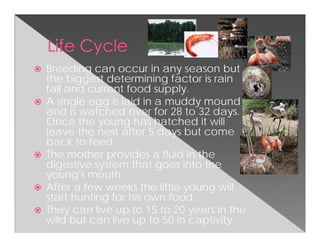 Breeding can occur in any season but
the biggest determining factor is rain
fall and current food supply.
A single egg is laid in a muddy mound
and is watched over for 28 to 32 days.
Once the young has hatched it will
leave the nest after 5 days but come
back to feed.
The mother provides a fluid in the
digestive system that goes into the
young's mouth.
After a few weeks the little young will
start hunting for his own food.
They can live up to 15 to 20 years in the
wild but can live up to 50 in captivity.
 