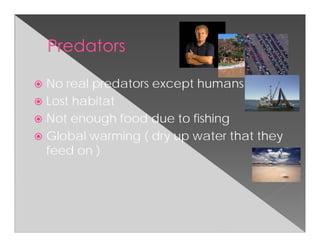 No real predators except humans
Lost habitat
Not enough food due to fishing
Global warming ( dry up water that they
feed on )
 