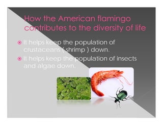It helps keep the population of
crustaceans ( shrimp ) down.
It helps keep the population of insects
and algae down.
 