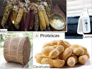 Proteicas
Cacahuate
Leche
Maíz
A
 