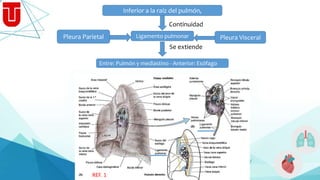 Pleura Parietal Pleura VisceralLigamento pulmonar
Inferior a la raíz del pulmón,
Continuidad
Entre: Pulmón y mediastino - Anterior: Esófago
Se extiende
REF. 1
 