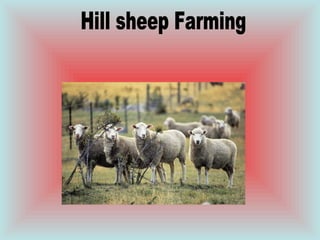 Hill sheep Farming 