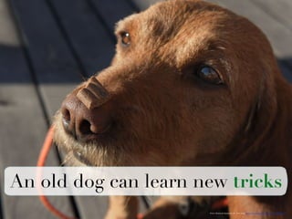 An old dog can learn new tricks 
Flickr. Retrieved September 20, 2014, from https://www.flickr.com/photos/m-i-a-/6120793635 
! 
 