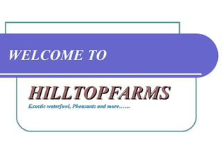 WELCOME TO
HILLTOPFARMSHILLTOPFARMS
Exoctic waterfowl, PheasantsExoctic waterfowl, Pheasants and more……and more……
 