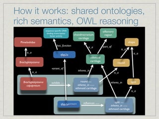 How it works: shared ontologies,
rich semantics, OWL reasoning

 