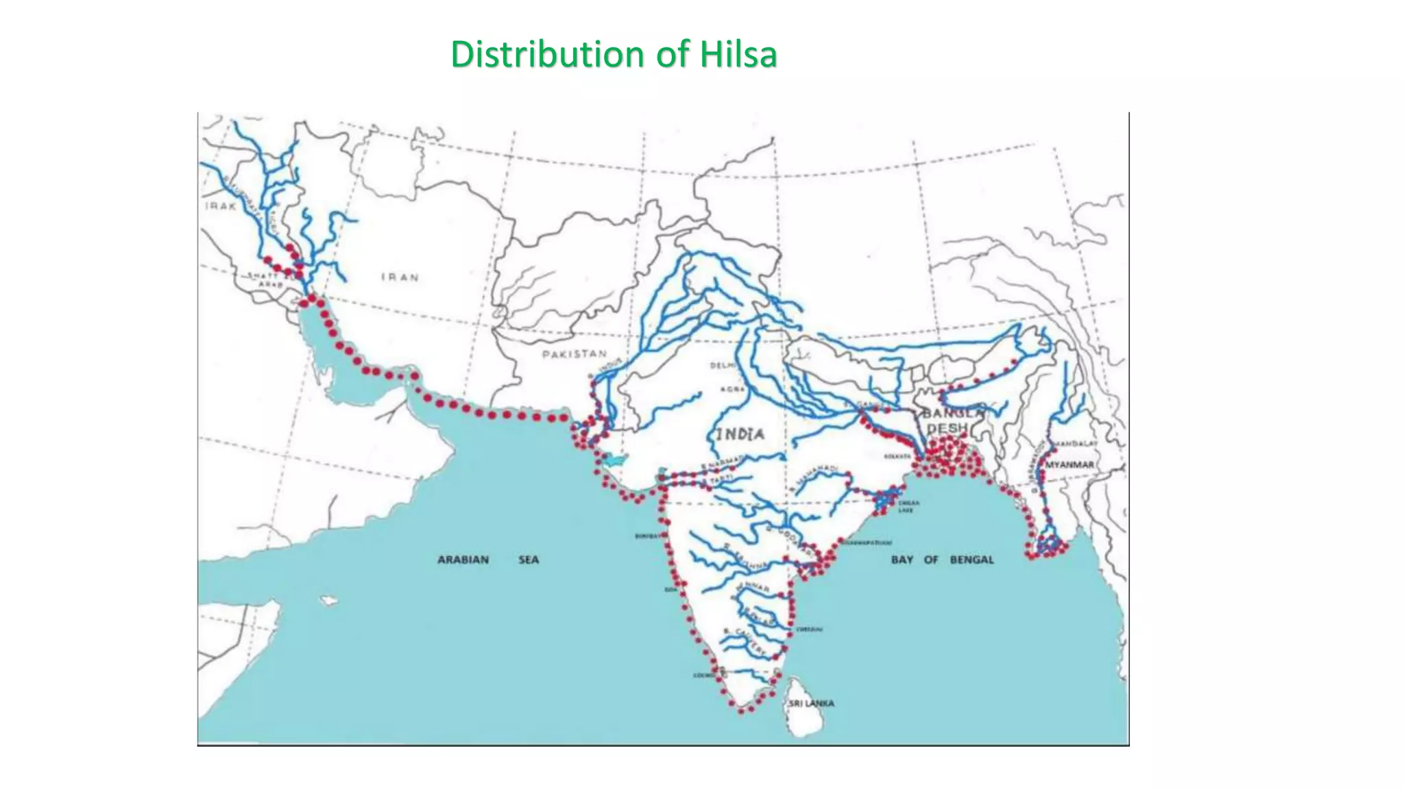 Hilsa Fishery Status in Bangladesh.pptx