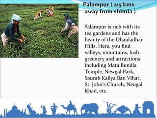 Palampur ( 215 kms
away from shimla )
Palampur is rich with its
tea gardens and has the
beauty of the Dhauladhar
Hills. Here, you find
valleys, mountains, lush
greenery and attractions
including Mata Bundla
Temple, Newgal Park,
Saurab Kaliya Ban Vihar,
St. John’s Church, Neugal
Khad, etc.
 