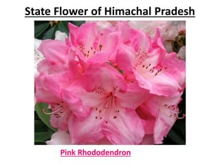 State Flower of Himachal Pradesh
Pink Rhododendron
 