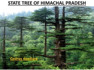 STATE TREE OF HIMACHAL PRADESH
Cedrus deodara
 