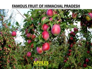 FAMOUS FRUIT OF HIMACHAL PRADESH
APPLES
 