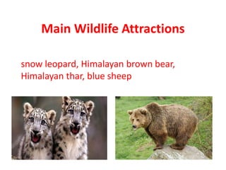 Main Wildlife Attractions
snow leopard, Himalayan brown bear,
Himalayan thar, blue sheep
 