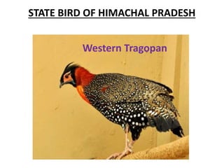 STATE BIRD OF HIMACHAL PRADESH
Western Tragopan
 