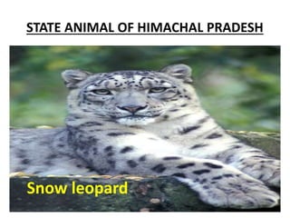 STATE ANIMAL OF HIMACHAL PRADESH
Snow leopard
 