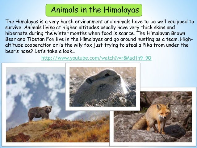 The Himalayas is a very harsh environment and animals have to be well equipped to
survive. Animals living at higher altitudes usually have very thick skins and
hibernate during the winter months when food is scarce. The Himalayan Brown
Bear and Tibetan Fox live in the Himalayas and go around hunting as a team. High-
altitude cooperation or is the wily fox just trying to steal a Pika from under the
bear’s nose? Let’s take a look…
http://www.youtube.com/watch?v=r8Mad1h9_9Q
Animals in the Himalayas
 