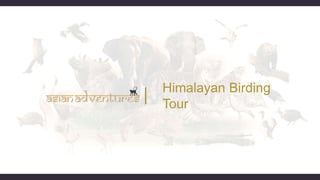 Himalayan Birding
Tour
 