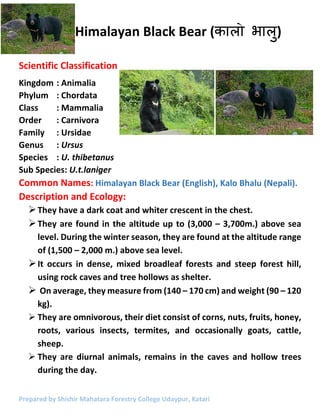 Himalayan Black Bear (काला] भालु)
Prepared by Shishir Mahatara Forestry College Udaypur, Katari
Scientific Classification
Kingdom : Animalia
Phylum : Chordata
Class : Mammalia
Order : Carnivora
Family : Ursidae
Genus : Ursus
Species : U. thibetanus
Sub Species: U.t.laniger
Common Names: Himalayan Black Bear (English), Kalo Bhalu (Nepali).
Description and Ecology:
They have a dark coat and whiter crescent in the chest.
They are found in the altitude up to (3,000 – 3,700m.) above sea
level. During the winter season, they are found at the altitude range
of (1,500 – 2,000 m.) above sea level.
It occurs in dense, mixed broadleaf forests and steep forest hill,
using rock caves and tree hollows as shelter.
On average, they measure from (140 – 170 cm) and weight (90 – 120
kg).
They are omnivorous, their diet consist of corns, nuts, fruits, honey,
roots, various insects, termites, and occasionally goats, cattle,
sheep.
They are diurnal animals, remains in the caves and hollow trees
during the day.
 