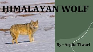HIMALAYAN WOLF
By - Arpita Tiwari
 