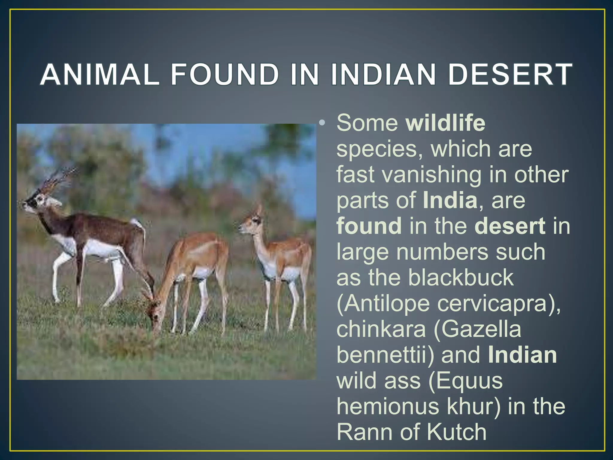 • Some wildlife
species, which are
fast vanishing in other
parts of India, are
found in the desert in
large numbers such
as the blackbuck
(Antilope cervicapra),
chinkara (Gazella
bennettii) and Indian
wild ass (Equus
hemionus khur) in the
Rann of Kutch
 