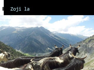 Zoji la
 