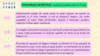 DESGARRO(S) RECIENTE(S): (evolución promedio menor de 10 días)
El proceso de reparación del desgarro himeneal, es diferente al de las soluciones de
continuidad en la piel, en los cuales se puede producir un afrontamiento de los planos
afectados. Los bordes del desgarro generalmente no se vuelven a unir espontáneamente.
Es muy frecuente que cada borde de desgarro cicatrice por separado.
Inmediatamente después del suceso sexual, se puede ocasionar una solución de
continuidad en el ancho himeneal, el cual se denominara desgarro, que estará
acompañado de signos vitales perilesionales: sangrado o hemorragia, equimosis,
congestión, eritema, edema, tumefacción.
Si el desgarro se encuentra en proceso de cicatrización, presentará signos inflamatorios
o signos vitales perilesionales en resolución, depósitos de fibrina en los bordes del
desgarro, etc.
 